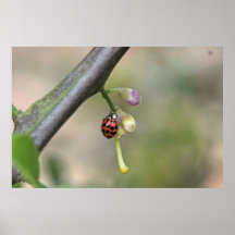 Ladybug and Bud on Canvas Print