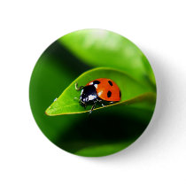 Ladybug Pinback Buttons