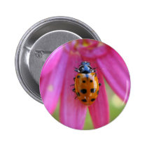 Ladybug Button buttons