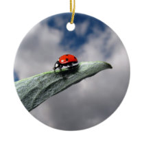 Ladybug Calm Before the Storm Ornament