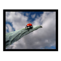 Ladybug Calm Before the Storm Postcard postcards