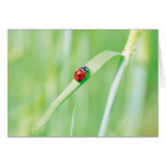 Ladybug in the Grass Cards
