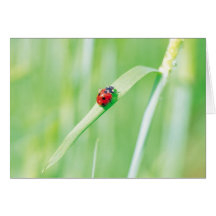 Ladybug in the Grass Cards