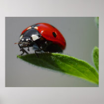 Ladybug Lovers Gifts Posters