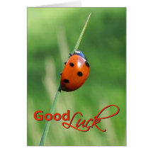 Ladybug on a blade of grass - Good luck Card