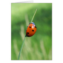Ladybug on a blade of grass Greeting Card