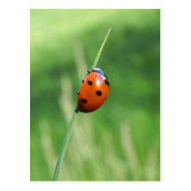 Ladybug on a blade of grass Postcard
