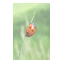 Ladybug on a blade of grass Stationery