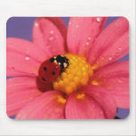 Ladybug On a Pink Daisy Mouse Pads