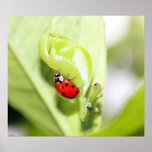 Ladybug on Canvas, Version B Print