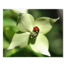 Ladybug On Dogwood Flower 10x8 Nature Print Photo Print