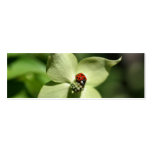 Ladybug On Dogwood Flower Photo Mini Bookmark Business Card
