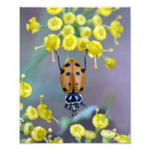Ladybug on Fennel Flower Photographic Print