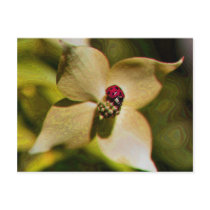 Ladybug On Flower Digital Art Photo Postcard