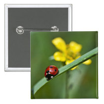 Ladybug on Grass close up buttons