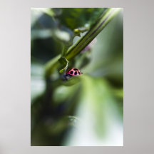 ladybug on  grass poster