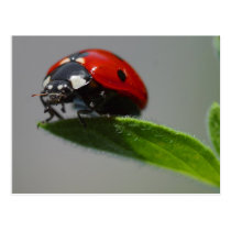 Ladybug on Leaf postcards
