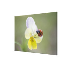 Ladybug on pansy, Biei, Hokkaido, Japan Stretched Canvas Print