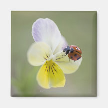 Ladybug on pansy, Biei, Hokkaido, Japan Magnets