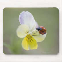 Ladybug on pansy, Biei, Hokkaido, Japan Mousepad