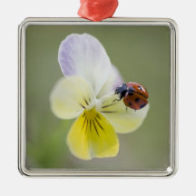 Ladybug on pansy, Biei, Hokkaido, Japan Christmas Tree Ornaments