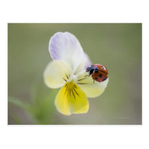 Ladybug on pansy, Biei, Hokkaido, Japan Postcard