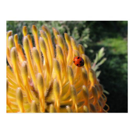 Ladybug on Pincusion Protea Postcard