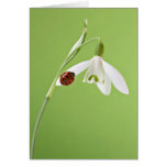 Ladybug on snowdrop greeting card