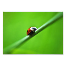 Ladybug photo