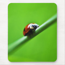 Ladybug photo mouse pad