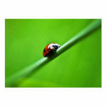 Ladybug photo photo cutouts