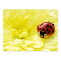 Ladybug Post Card