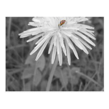 LadyBug Post Cards