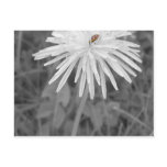 LadyBug Post Cards