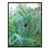 Ladybug Postcard postcards