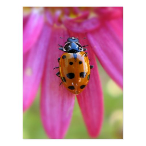 Ladybug Postcard