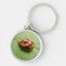 Ladybug Pupa ~ keychain 2