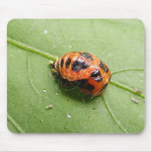 Ladybug Pupa ~ mousepad