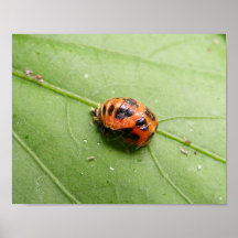 Ladybug Pupa ~ print