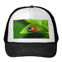Ladybug Trucker Hat