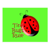 Ladybugs Post Card