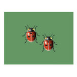 Ladybugs Postcard