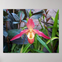 Lady's Slipper Orchid Poster