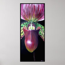 Lady's Slipper Orchid Poster