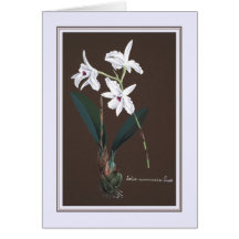 Laelia acuminata cards