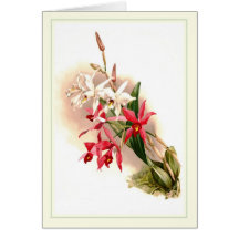 Laelia anceps stella & barkeriana greeting cards
