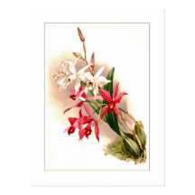 Laelia anceps stella & barkeriana postcards
