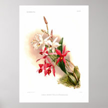Laelia anceps stella & barkeriana print