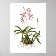 Laelia autumnalis by Augusta Innes Withers. Print