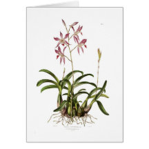 Laelia autumnalis cards
